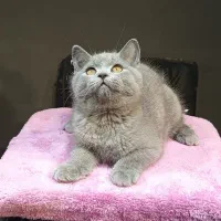 بچه گربه برتیش نر بلو