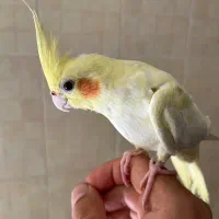 عروس هنلدی دستی|پرنده|کرج, اسدآباد|دیوار