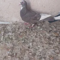 ماده بدرنگ پلنگ با قهوه ای پلنگ|پرنده|زرند, |دیوار