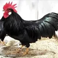 مرغ و خروس سیا سیاه جهت قربانی و خون کردن