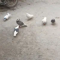 سربندر|پرنده|بندر امام خمینی, |دیوار