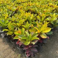 گل اپارتمانی کرتن