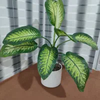 گل دیفن باخیا|گل و گیاه طبیعی|بندر ترکمن, |دیوار