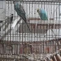 یک‌جفت مرغ‌عشق‌ویک‌جفت فنج