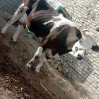 گاو شیری با گوساله ماده سیمیتال