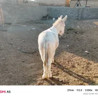 الاغ|حیوانات مزرعه|قلندر آباد, |دیوار