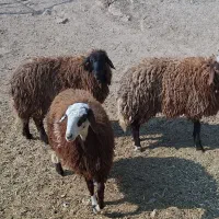 3 راس کاور ماده افشاری دره شهر|حیوانات مزرعه|دره شهر, |دیوار