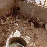 فروش طوقی|پرنده|تفت, |دیوار