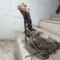 مرغ لاری