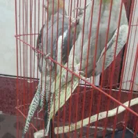 بدلیل نیاز مالی|پرنده|رامشیر, |دیوار