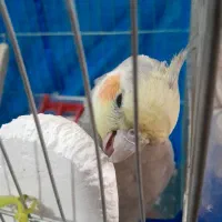 عروس هلندی|پرنده|رباط‌کریم, شترخوار|دیوار