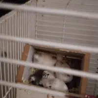 فنج|پرنده|کرج, ساسانی (قلمستان)|دیوار