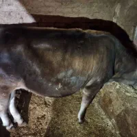 گوساله، گاو، بزغاله|حیوانات مزرعه|اردل, |دیوار