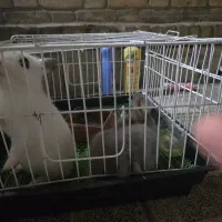 یک جفت خرگوش مینیاتوری با لوازم|موش و خرگوش|تهران, آرارات|دیوار