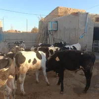 گوساله نر قطع شیر|حیوانات مزرعه|فرمهین, |دیوار