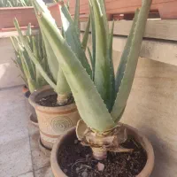 الوورا گلدانی