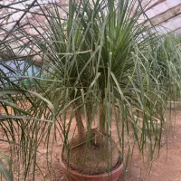 لیندا غول پیکر ۴/۵۰۰|گل و گیاه طبیعی|محمودآباد, |دیوار