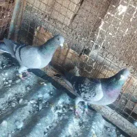 کبوتر پلاکی ثبتی|پرنده|ملکشاهی, |دیوار