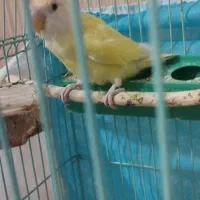 طوطی برزیلی زیبا|پرنده|تربت جام, کلالی|دیوار