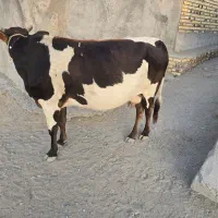 گاو ماده