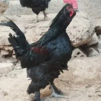 فروش خروس و مرغ رسمی|حیوانات مزرعه|کهریزک, |دیوار