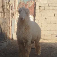 بره قوچ|حیوانات مزرعه|شیراز, داریون|دیوار