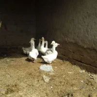 دو جفت غوغاز مناسب نگهداشتن و کشتن|حیوانات مزرعه|زهک, |دیوار