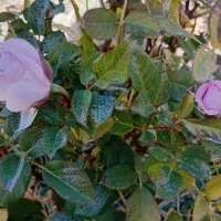 زمین باغ خوش دهبکری