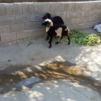 بره نر