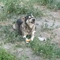 سگ گرگی هاسکی دو رگه|سگ|ارومیه, |دیوار