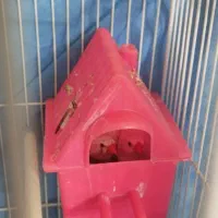 فنچ جفت خورده رو تخم|پرنده|تهران, مظاهری|دیوار