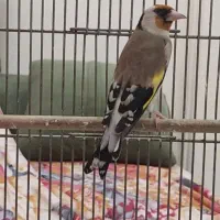 سهره تعداد|پرنده|تهران, مینای شمالی (مخبر)|دیوار