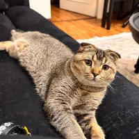 گربه اسکاتیش