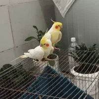 جفت طوطی عروس هلندی لوتینو|پرنده|دزفول, |دیوار