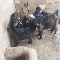 بزوبیگ|حیوانات مزرعه|شوشتر, |دیوار