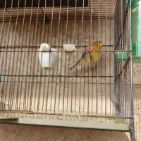 پرنده|پرنده|اسلامشهر, شهرک قائمیه|دیوار