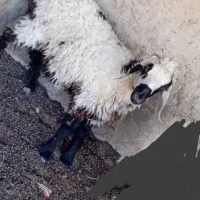 فرش.. گوسفند بره7300