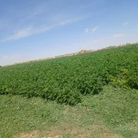 کارگر لوبیا سیب زمینی
