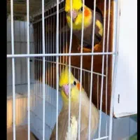 عروس هلندی جفت با تخم و قفس