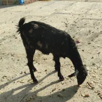 بز دوقلو زا نژاد دار  یکماه ابستن