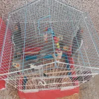 عروس هلندی دستی|پرنده|یزد, |دیوار