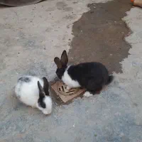 دوعددخرگوش ماده