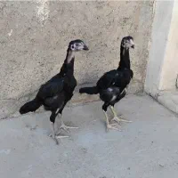 جوجه لاری اوشامو|حیوانات مزرعه|تهران, اکباتان|دیوار