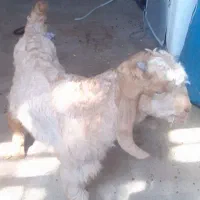 فروش یه عددکهره|حیوانات مزرعه|قیروکارزین, |دیوار