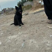 ژرمن بلک کلاس A|سگ|جیرفت, |دیوار