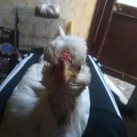 مرغ گلین ولاری