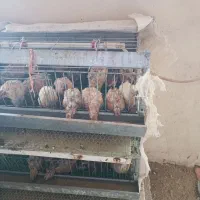 بلدرچین نر و ماده