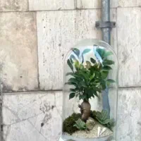 تراریوم ،کادو،هدیه.مناسبت.بنسای|گل و گیاه طبیعی|تهران, ائمه اطهار|دیوار