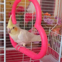 گمشده|حیوانات|فرخشهر, |دیوار