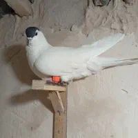 کفتر|پرنده|مشهد, طرق|دیوار